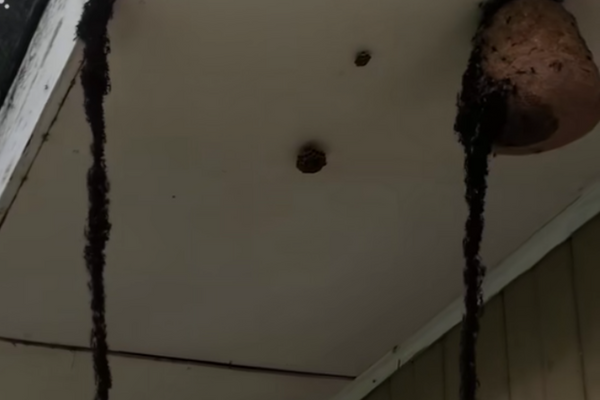 螞蟻自成「蟻橋」通往屋頂蜂窩的畫面讓網友看了嘖嘖稱奇。圖/Newsflare