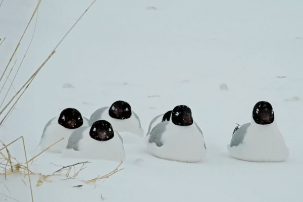 河北濕地內一群遺鷗窩在雪地棲息的畫面，讓網友以為到了南極世界。圖/翻攝自微博