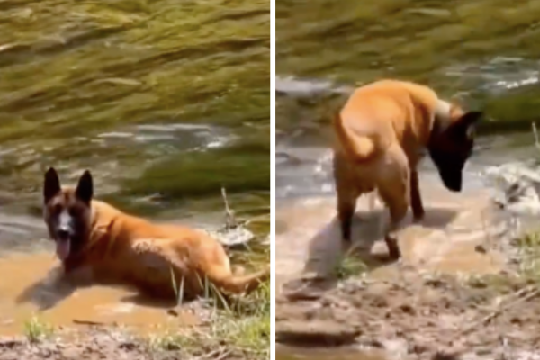 女子提醒狗狗的球掉到水裡，狗狗的反應讓網友們看了也被逗樂。圖/翻攝自微博
