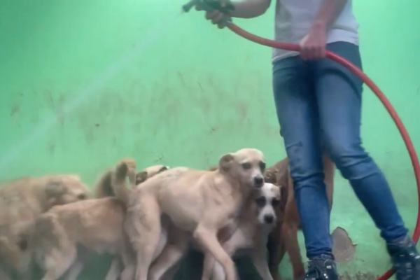 厄瓜多爾一處動物收容所裡工作人員在沖洗地板時，狗狗成群結隊地躲在她腳後方。圖/翻攝自微博