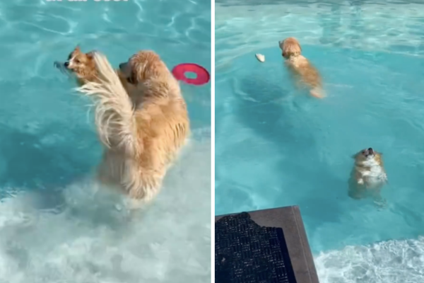 柯基犬在泳池中被阿金飛撲，掙扎一番才重新浮出水面。圖/翻攝自微博