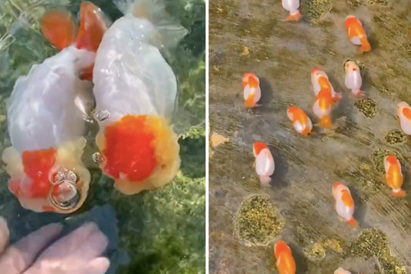 有網友曬出家中蛋種金魚，其造型讓不少人大開眼界。圖／翻攝自微博