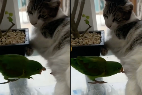 有鸚鵡對著貓咪的「私密部位」狂啄。圖/翻攝自微博