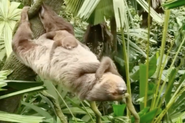 樹懶宛如輕功的睡姿讓網友們看了目瞪口呆。圖/翻攝自微博