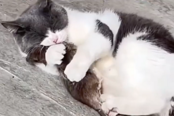 許多人完全無法想像貓咪竟然會抱著老鼠睡覺。圖/翻攝自微博
