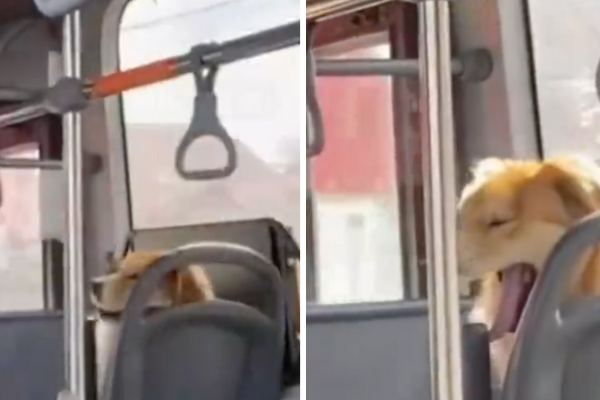 有乘客搭公車時發現怎麼有一隻狗狗自己坐在車子座位上。圖/翻攝自微博