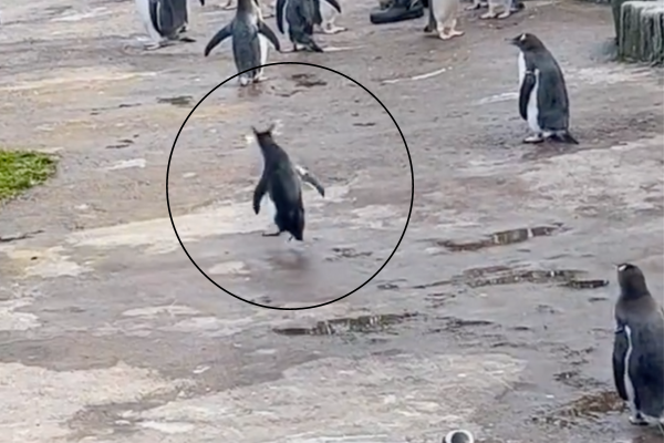 有遊客錄下動物園企鵝區裡有隻冠毛企鵝特別活潑。圖/翻攝自微博