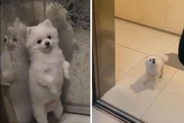 有網友分享一隻狗狗在搭電梯和出電梯的反應可以說是落差超大。圖/翻攝自微博
