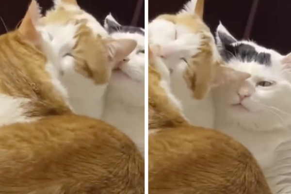 三隻貓咪乍看互相在幫對方舔毛，然而最右方的三花突然停下動作，彷彿頓悟到只有自己在付出。圖/翻攝自微博