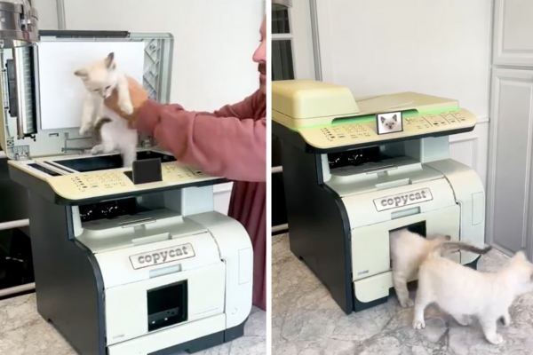 國外一名網友把貓咪放進一台「影印機」，成功複印出四隻小貓。圖/翻攝自微博