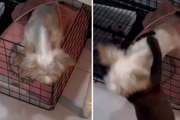 影片中約克夏卡在籠子上方爬不出來，被黑貓一把抱住成功越獄。圖/翻攝自微博