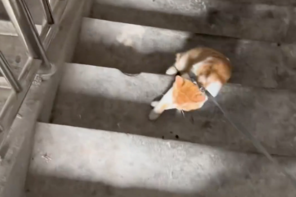 貓咪被拖行上樓的畫面讓網友還以為在虐待動物。圖/翻攝自微博