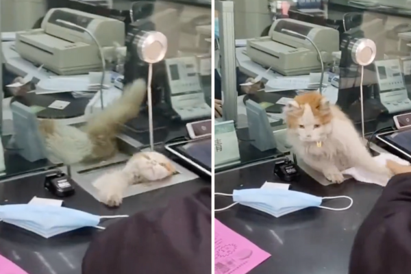 貓咪從銀行窗口擠出來的一幕萌翻不少網友。圖/翻攝自微博