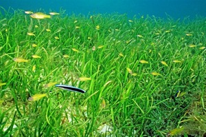 澎湖海草復育有成！面積增50倍 盼達到抵換碳匯目的