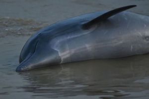 百隻瀕危「亞馬遜河豚」熱死 測得水溫飆破39度