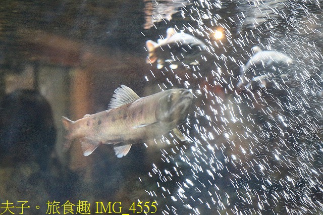 武陵農場賞櫻 一定不要錯過台灣櫻花鉤吻鮭生態中心