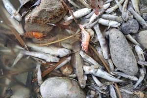 這縣市雨量豐卻河溪乾枯…台灣原生種魚蝦死一片  淪首波「氣候難民」