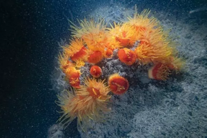 珊瑚熱點+1 香港維港海底發現35種珊瑚 還有「海龍、海牛」