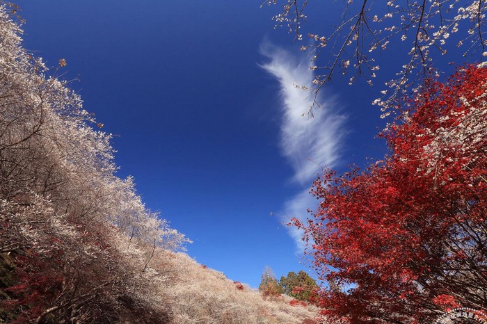 日本旅遊：賞楓兼賞櫻一次搞定  愛知縣「這裡」有秋季神奇絕景
