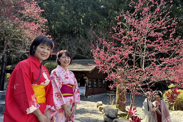 全台最大九族櫻花祭開跑 枝垂櫻、台灣雪櫻綻美中