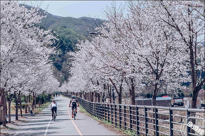 韓國5大春天浪漫花海打卡勝地  處處都能拍大片