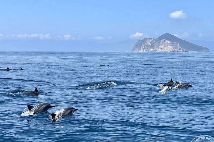 龜山島3月1日宣布開放登島 <u>賞鯨</u>豚、生態「趣」！