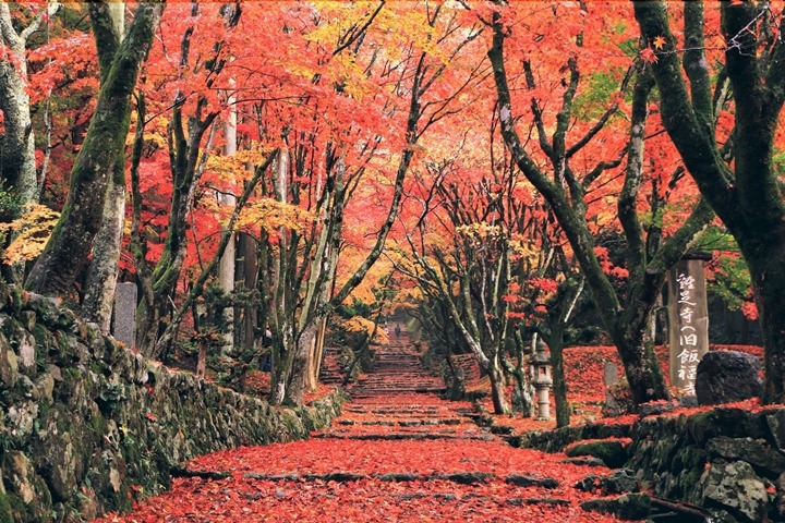 日本賞楓：京都出發超近！五大賞楓秘境一次看