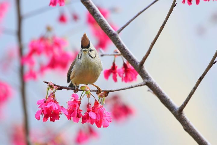 <u>大雪山</u>櫻花搶先綻放 浪漫氛圍迎新春