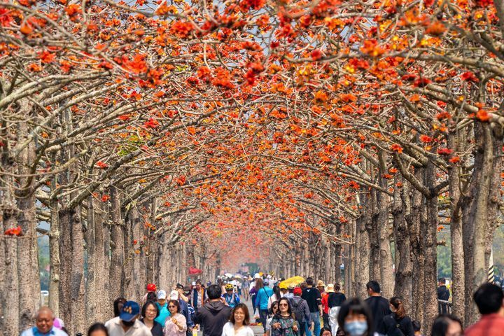 全球最美花海街道之一在台灣！白河林初埤木棉花季火紅登場！