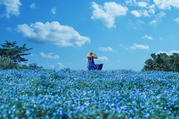 東京昭和紀念公園180萬株<u>粉蝶花</u>盛開，湛藍花毯讓人心動！