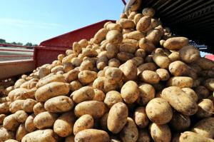 馬鈴薯也落實ESG實踐！高營養價值馬鈴薯如何兼顧永續？