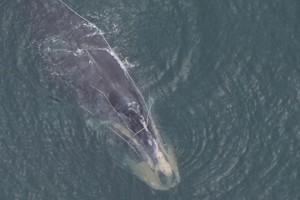 纏繞成鯨魚第二大死因 美研發「無繩」捕龍蝦漁具