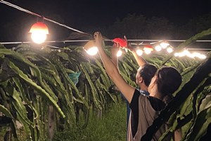 農業照明如何減光害 彰化田間實測火龍果加燈罩有效