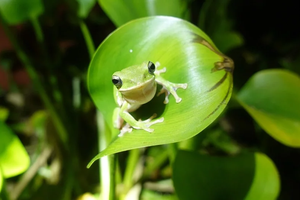 特有種諸羅樹蛙瀕危 生多所：台灣3大棲地需強化保護