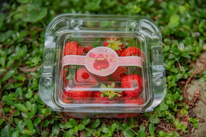 花1年做碳盤查 台灣首盒碳標籤草莓誕生