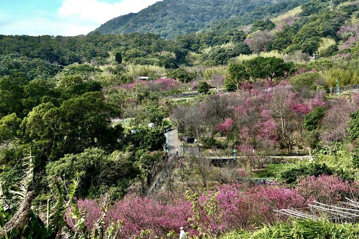 台北／【風尾<u>步道</u>】與嫣紅櫻花林同框的絕景 美翻了！