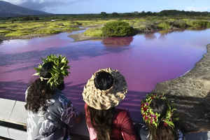 夏威夷驚見桃紅色沼澤 科學家：極端乾旱讓鹽菌增加導致