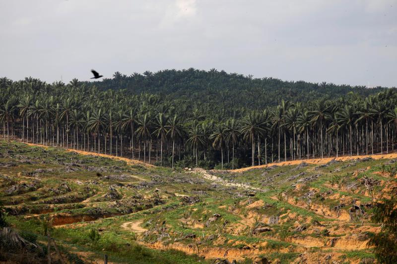 馬來西亞宣稱境內森林吸收大量的碳。華盛頓郵報調查記者發現，馬來西亞森林的吸碳速度竟是鄰國印尼類似森林的4倍。圖為馬來西亞柔佛州砍伐森林以生產棕櫚油。路透