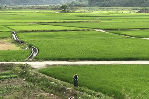 農業部推「低碳種稻」新技術 每公斤白米減碳21%