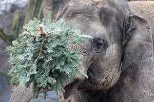 柏林創意回收 聖誕樹成為大象新年禮物
