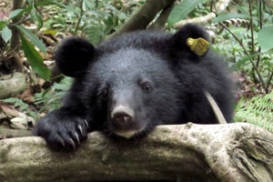 生態給付納台灣黑熊 與熊相遇「不傷害 快通報」