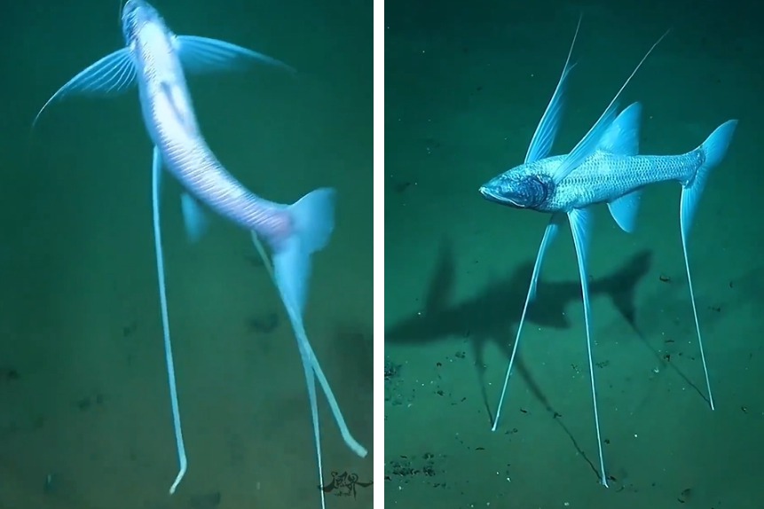 一隻長相神奇的深海魚類擁有超長的魚鰭，但牠們的魚鰭不是在水裡飄，而是把魚鰭當作板凳，累了就直接插在海底坐下休息，神秘的構造讓不少網友直呼是外星生物。 (圖/取自影片)