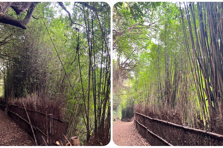 台北 / 宛若日本嵐山的竹林隧道，就在陽明山公園【橫嶺古道】