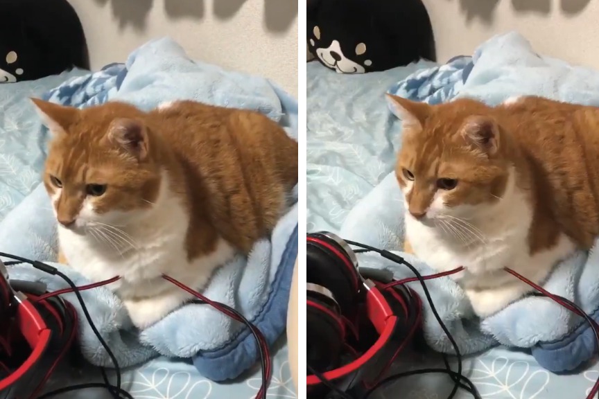 一名網友拍下自家肥貓遇到大地震的反應，只見牠淡定的坐在床上連逃都不想逃，全身的肥肉跟著手機一起晃動，就像是布丁一樣。 (圖/取自影片)