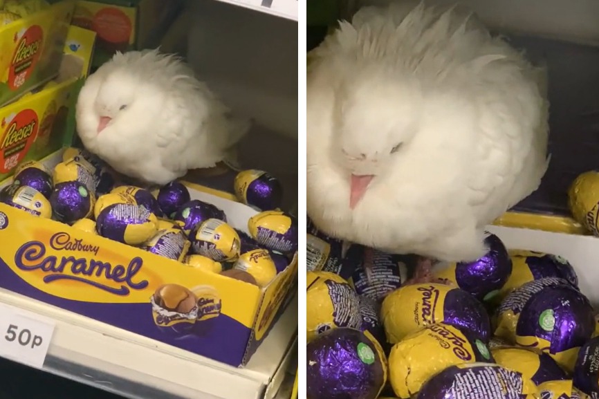 一名逛超市的女子目擊一隻母白鴿飛進去，坐在盒裝巧克力蛋上面非常專心的孵蛋，女子認為這隻母鴿可能是把一堆巧克力蛋當成自己的小孩在孵，便拿起手機拍下母鴿認真孵蛋的畫面。 (圖/取自影片)