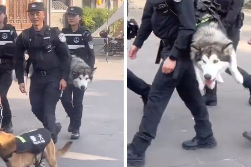 警察局警犬隊領犬員帶著狗狗在路上巡邏，整隊十分整齊，但其中一隻警犬跟其他同事很不一樣，牠竟然是被領犬員用背帶背在身上，反差巨大的畫面讓不少路人都傻了。圖取自影片