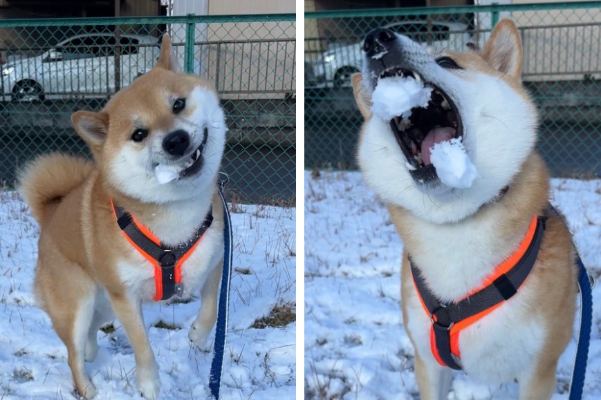 一名飼主曬出家中的柴犬打雪仗跟大家都不太一樣，其他狗狗打雪仗是會躲避雪球，柴柴竟然當場張開血盆大口大吃雪球，脫序的爆笑模樣讓不少網友笑翻。 (圖/取自X)