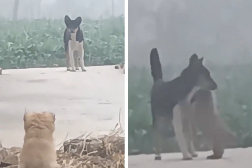 一名網友收編了一隻小奶狗，一個月過後家門口突然出現一隻沒見過的陌生狗，小狗見到對方立刻衝過去撒嬌討抱抱，原來這隻突然出現的狗狗其實是小狗的媽媽。 (圖/取自影片)