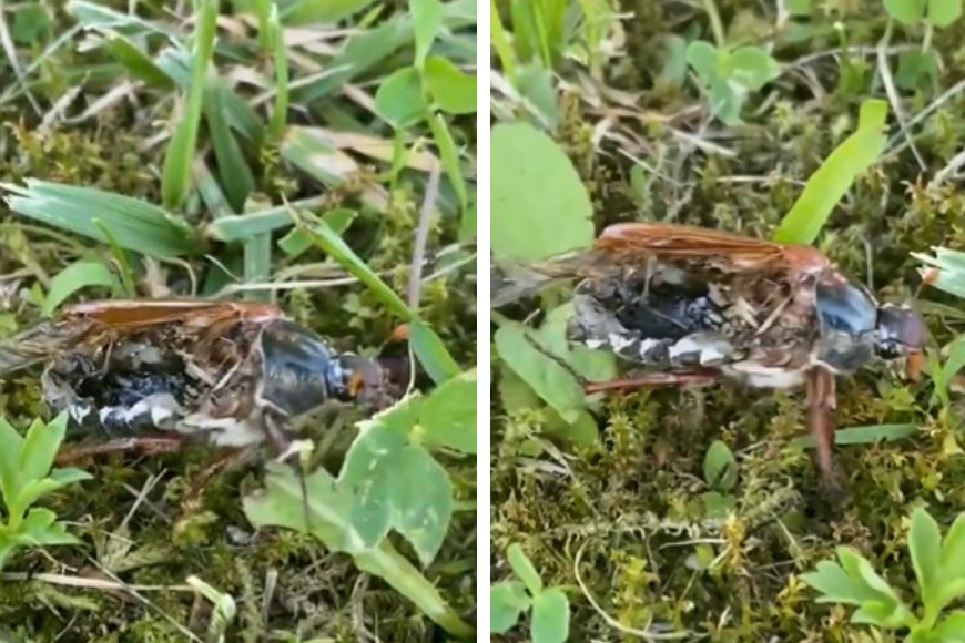 一段影片在網路上瘋傳，一名男子在草叢裏面看到一隻蟬行徑相當詭異，仔細看發現蟬內部已經全部被掏空成為喪屍，但牠依然繼續堅強往前爬行。 (圖/取自影片)