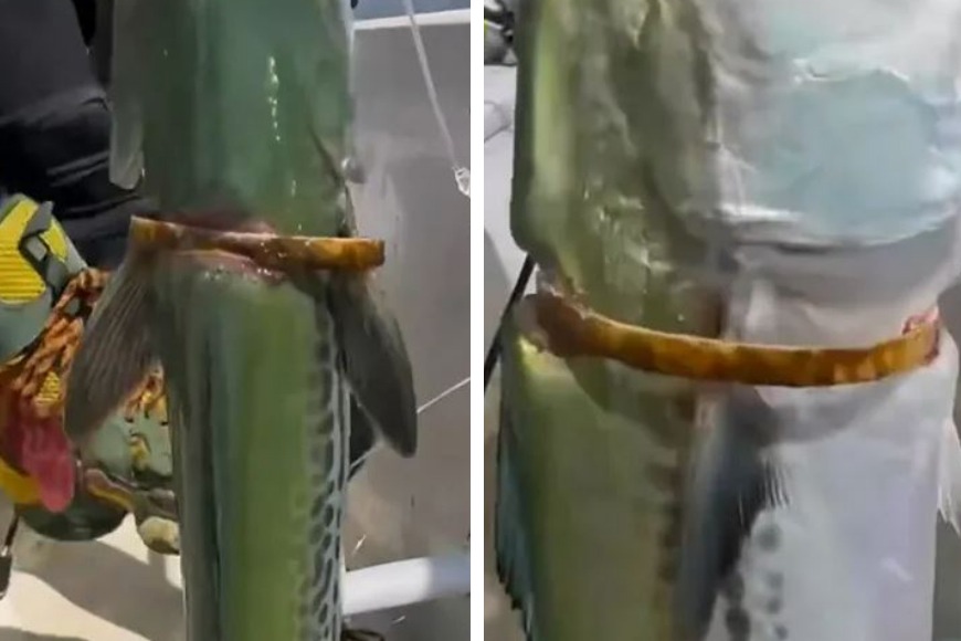 一群釣客在海邊釣魚，拉上來一隻魚卻發現牠身上「自備贖金」，一只純金手環就這樣套在魚身上，這讓釣客們感到相當驚奇，取下金手鐲後立刻將這條魚放生。 (圖/取自影片)